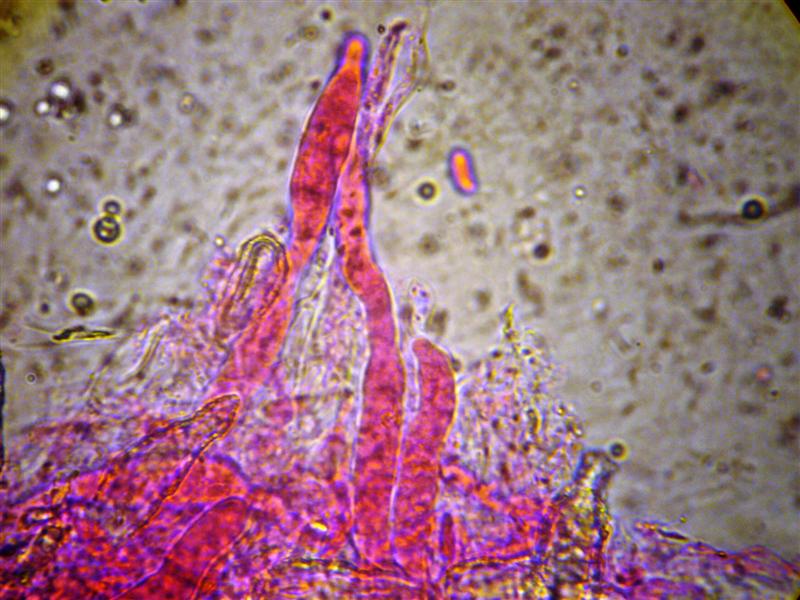 Crosta da determinare (Peniophora incarnata)